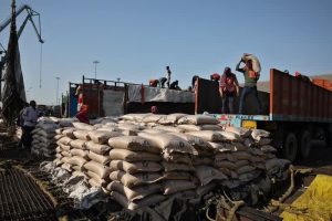 افزایش صادرات شکر هند به دو میلیون تن؛ فشار نزولی بر قیمت جهانی و بحران ظرفیت اتانول